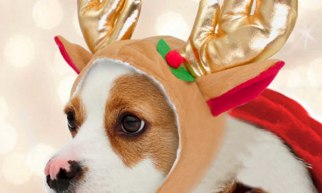 Найкращі меми на 25 грудня: переляканий хом'як і логотип DVD