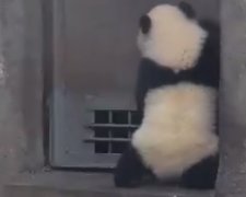 Маленькая панда устроила дерзкий побег из вольера (видео)