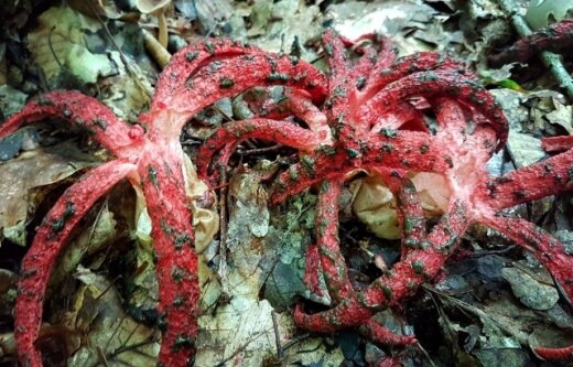На Закарпатье в лесу заметили жутких "морских звезд" – пять щупалец и хищный вид