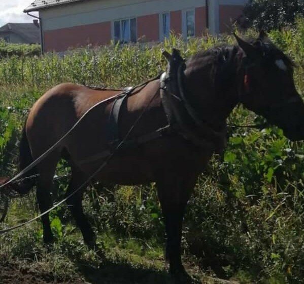 На Львівщині домашньому коню "зробили ноги", господарі благають про допомогу