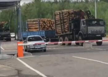з Чорнобиля масово вивозять ліс-кругляк, скрін з відео