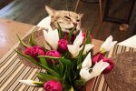 Котик, фото из свободных источников