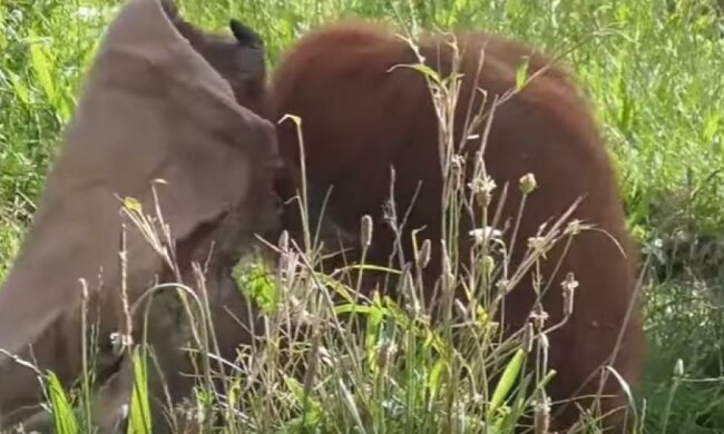 Модный аксессуар сделал орангутанга настоящей звездой (видео)