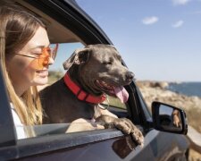 Перевезення тварин. Фото з відкритих джерел
