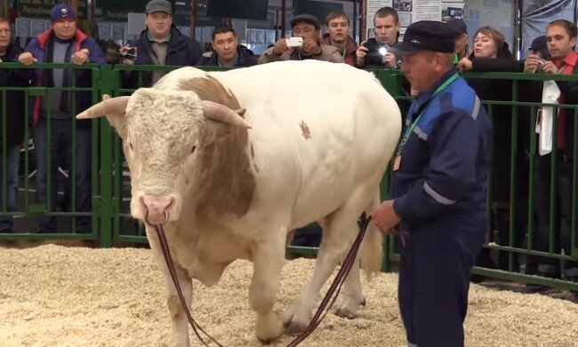 Рік білого бика, скріншот відео