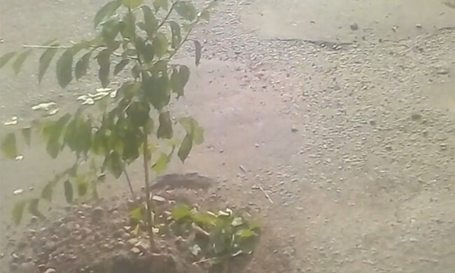 В ямах висадили дерева, скріншот з відео