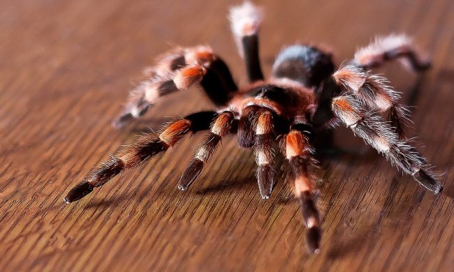 Отруйні тарантули поширилися в Дніпрі: фото