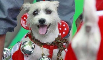 Різдвяне фешн-дефіле собак  пройшло у Перу (відео)