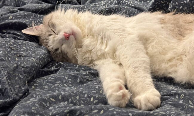 Котик у ліжку, фото: Знай.ua