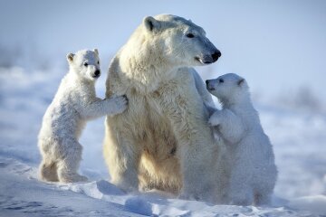 Белый медведь, National Geographic Россия