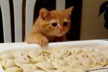 "Голодные игры": кот "оторвал" хозяина от девушки ради еды