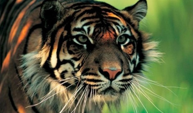 Тигр растерзал женщину в парке природы