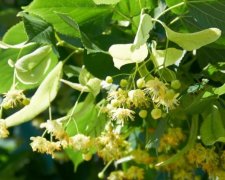 4 липня: яке сьогодні свято