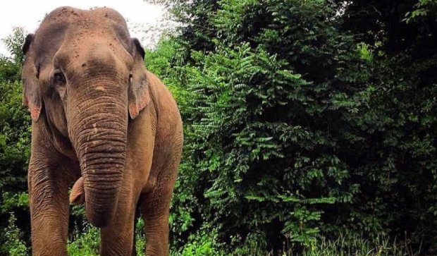 Дикий слон раздавил двух тайцев на плантации