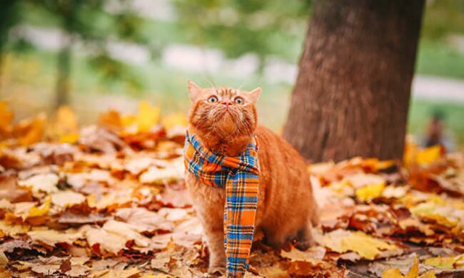 Котик осенью, 24tv