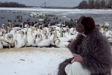 Украинцы, зима, птицы, лебеди, кадр из видео