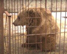 Медведь, скриншот из видео