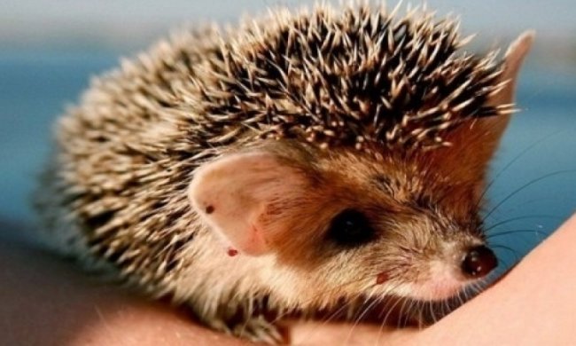 У польській лікарні для їжачків тваринам роблять масаж