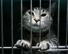 Їсти подано: сотні кішок врятувалися від долі стати коронною стравою