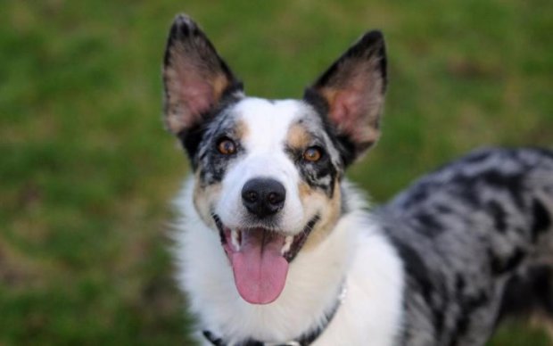 В сети показали самого счастливого пса в мире