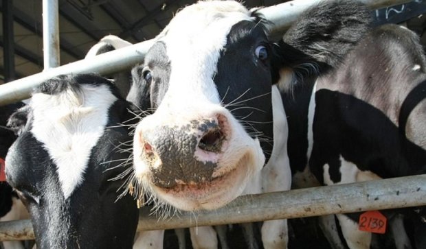 Щасливі корови дають корисніше молоко