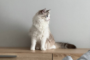 Котик, зображення: Знай.ua