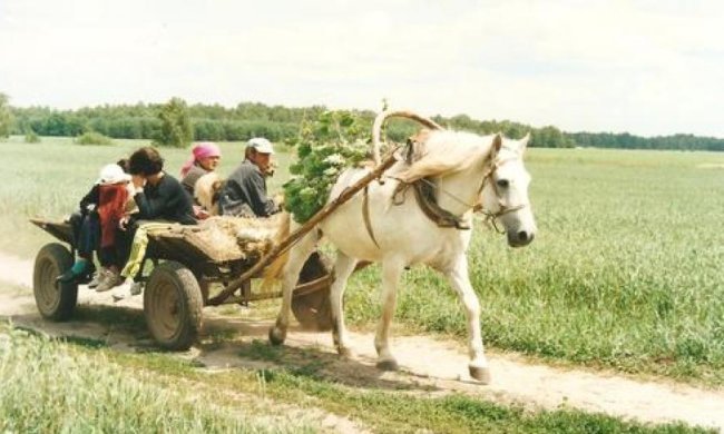 В Омську хочуть пересісти на гужовий транспорт