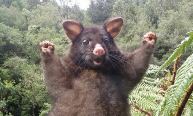 История Винни-Пуха повторилась в реальной жизни... животное в шоке