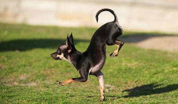 Пес установил рекорд по бегу на передних лапах