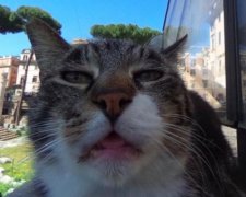 Нелепая морда кота на Google-картах заставила мир биться в конвульсиях: видео