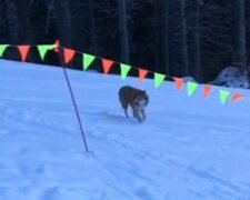 Вовк, фото: скріншот з відео