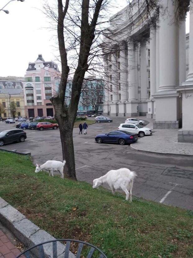 Кози біля МЗС, Telegram: Kyiv LIVE
