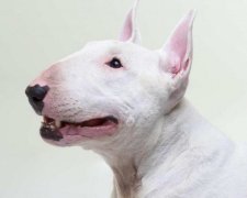 5 простих порад, як обрати собаку
