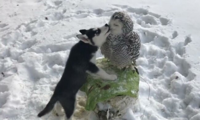 Мережу зворушила історія кохання хаскі і сови