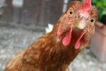 З Харкова різко зникли кури: що відбувається