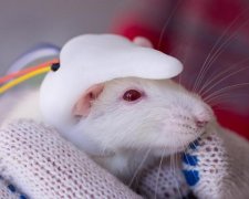 Порятунок людства залежить від щурів