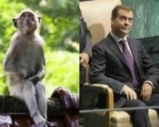 Ученые раскрыли сходство политиков и приматов