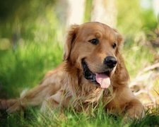 Краще погодувати: собака спалила будинок через млинці