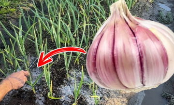 Підживлення часнику, кадр з відео