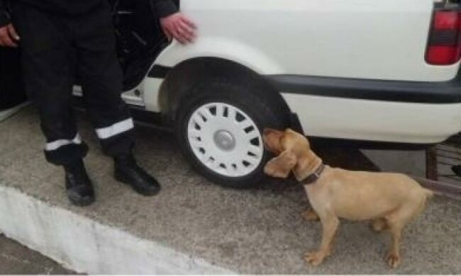 На Закарпатті вбили пса-прикордонника
