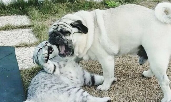 Бандіто та Луїджі – зірки Instagram