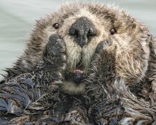 Лучшие кадры природы, фото: Comedy Wildlife Photography Awards