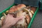 Грибы на рынке. Фото: скриншот Youtube