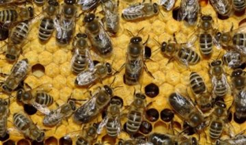 У потязі "Київ-Москва" прикордонники виявили 163 бджолосім'ї