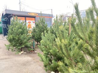 Продаж ялинок, фото: Знай.ua