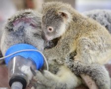 Фото маленькой коалы и ее мамы растрогали Интернет
