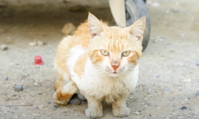 Звезды, которые приютили домашних животных: скриншот: YouTube