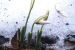 Подснежники, фото: Вечерний Киев