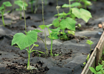 Посадка огірків, зображення з вільних джерел