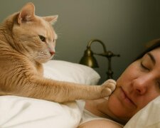 Кот будит хозяина